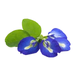 BUTTERFLY PEA FLOWER TEA, BLUE TEA