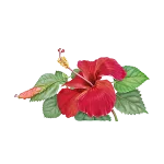 HIBISCUS TEA