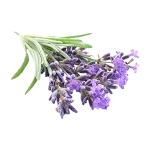 LAVENDER TEA