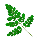 MORINGA TEA