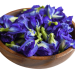 butterfly pea tisane