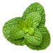 ingredients-spearmint