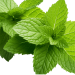 spearmint tisane